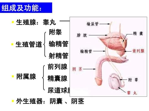 男生的下體|男性生殖系統